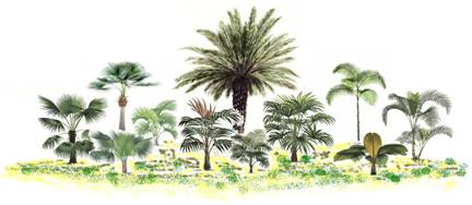 Ile Palmiers.JPG