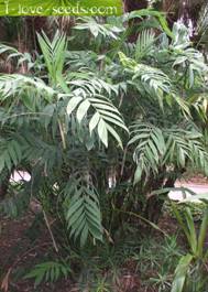http://www.i-love-seeds.com/Images/sachet_simple/chamaedoreamicrox.jpg