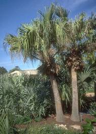 http://www.plantapalm.com/Vpe/photos/Species/Pics/livistona_chinensis.jpg