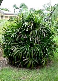 http://www.plantapalm.com/Vpe/photos/Species/Pics/rhapis_excelsa.JPG