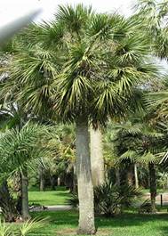 http://www.rarepalmseeds.com/images/SabDom.jpg