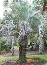 http://palmiers.bretagne.free.fr/Butia_paraguayensis_fichiers/Butia%20paraguayensis%5B2%5D.jpg