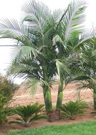 http://www.palms4u.com/images/products/palms/archontophoenix_cunninghamiana.jpg