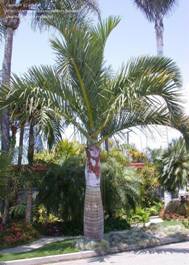 http://pics.davesgarden.com/pics/palmbob_1059195436_100.jpg