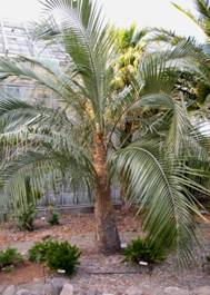 http://www.desertnorthwest.com/images/parajubaea_c_berk.jpg