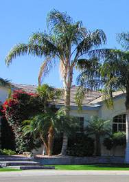 http://www.delange.org/PalmQueen/Dsc00224.jpg
